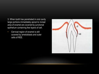 3. When tooth has penetrated in oral cavity
large portions immediately apical to incisal
area of enamel are covered by junctional
epithelium containing few layers of cell.
• Cervical region of enamel is still
covered by ameloblasts and outer
cells of REE.
 