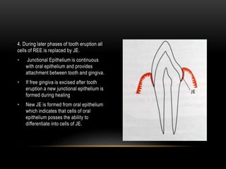 4. During later phases of tooth eruption all
cells of REE is replaced by JE.
• Junctional Epithelium is continuous
with oral epithelium and provides
attachment between tooth and gingiva.
• If free gingiva is excised after tooth
eruption a new junctional epithelium is
formed during healing
• New JE is formed from oral epithelium
which indicates that cells of oral
epithelium posses the ability to
differentiate into cells of JE.
 