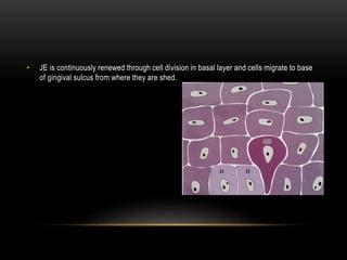 • JE is continuously renewed through cell division in basal layer and cells migrate to base
of gingival sulcus from where they are shed.
 