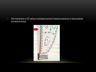 • Cell membrane of JE harbour hemidesmosomes towards enamel as it does towards
connective tissue.
HD
 