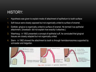 HISTORY:
• Hypothesis was given to explain mode of attachment of epithelium to tooth surface:
1. Soft tissue were closely opposed but not organically united to surface of enamel.
2. Gottlieb: gingiva is organically united to surface of enamel. He termed it as epithelial
attachment. (drawback- did not explain how exactly it attaches.)
3. Waerhaug : in 1952 presented a concept of epithelial cuff, he concluded that gingival
tissues are closely adapted but not organically united.
4. Stern- in 1962 showed the attachment to tooth is through hemidesmosomes.supported by
schroeder and listgarten.
 