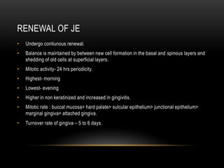 RENEWAL OF JE
• Undergo contiunous renewal.
• Balance is maintained by between new cell formation in the basal and spinous layers and
shedding of old cells at superficial layers.
• Mitotic activity- 24 hrs periodicity.
• Highest- morning
• Lowest- evening
• Higher in non keratinized and increased in gingivitis.
• Mitotic rate : buccal mucosa> hard palate> sulcular epithelium> junctional epithelium>
marginal gingiva> attached gingiva.
• Turnover rate of gingiva – 5 to 6 days.
 