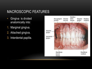 • Gingiva is divided
anatomically into:
1. Marginal gingiva.
2. Attached gingiva.
3. Interdental papilla.
MACROSCOPIC FEATURES
 