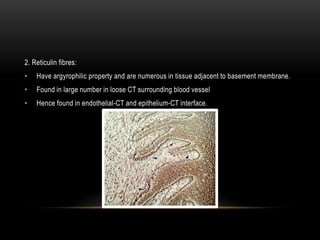 2. Reticulin fibres:
• Have argyrophilic property and are numerous in tissue adjacent to basement membrane.
• Found in large number in loose CT surrounding blood vessel
• Hence found in endothelial-CT and epithelium-CT interface.
 