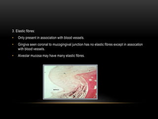 3. Elastic fibres:
• Only present in association with blood vessels.
• Gingiva seen coronal to mucogingival junction has no elastic fibres except in assocation
with blood vessels.
• Alveolar mucosa may have many elastic fibres.
 