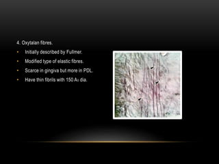 4. Oxytalan fibres.
• Initially described by Fullmer.
• Modified type of elastic fibres.
• Scarce in gingiva but more in PDL.
• Have thin fibrils with 150 A0 dia.
 