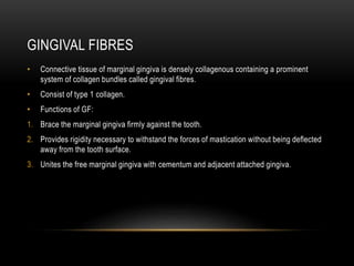 GINGIVAL FIBRES
• Connective tissue of marginal gingiva is densely collagenous containing a prominent
system of collagen bundles called gingival fibres.
• Consist of type 1 collagen.
• Functions of GF:
1. Brace the marginal gingiva firmly against the tooth.
2. Provides rigidity necessary to withstand the forces of mastication without being deflected
away from the tooth surface.
3. Unites the free marginal gingiva with cementum and adjacent attached gingiva.
 