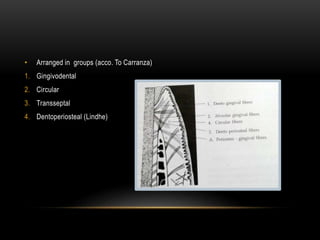 • Arranged in groups (acco. To Carranza)
1. Gingivodental
2. Circular
3. Transseptal
4. Dentoperiosteal (Lindhe)
 