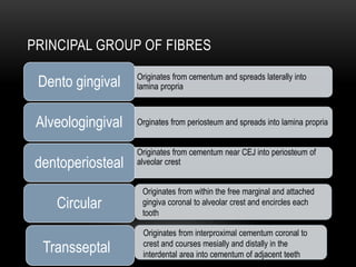 PRINCIPAL GROUP OF FIBRES
Originates from cementum and spreads laterally into
lamina propriaDento gingival
Orginates from periosteum and spreads into lamina propriaAlveologingival
Originates from cementum near CEJ into periosteum of
alveolar crestdentoperiosteal
Circular
Originates from within the free marginal and attached
gingiva coronal to alveolar crest and encircles each
tooth
Transseptal
Originates from interproximal cementum coronal to
crest and courses mesially and distally in the
interdental area into cementum of adjacent teeth
 
