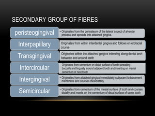 SECONDARY GROUP OF FIBRES
• Originates from the periosteum of the lateral aspect of alveolar
process and spreads into attached gingiva.peristeogingival
Interpapillary
Transgingival
Intercircular
• Originates from attached gingiva immediately subjacent to basement
membrane and courses mesidistallyIntergingival
• Originates from cementum of the mesial surface of tooth and courses
distally and inserts on the cementum of distal surface of same toothSemicircular
Originates from within interdental gingiva and follows on orofacial
course
Originates within the attached gingiva interwing along dental arch
between and around teeth
Originates from cementum on distal surface of tooth spreading
buccally and lingually around adjacent tooth and inserting on mesial
cementum of next tooth
 