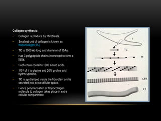 Collagen synthesis:
• Collagen is produce by fibroblasts.
• Smallest unit of collagen is known as
tropocollagen(TC)
• TC is 3000 Ao long and diameter of 15Ao.
• Has 3 polypeptide chains interwined to form a
helix.
• Each chain contains 1000 amino acids.
• 1/3rd of it is glycine and 20% proline and
hydroxyproline.
• TC is synthetized inside the fibroblast and is
secreted into extra cellular space.
• Hence polymerisation of tropocollagen
molecule to collagen takes place in extra
cellular compartment.
 