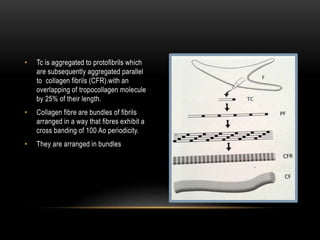 • Tc is aggregated to protofibrils which
are subsequently aggregated parallel
to collagen fibrils (CFR).with an
overlapping of tropocollagen molecule
by 25% of their length.
• Collagen fibre are bundles of fibrils
arranged in a way that fibres exhibit a
cross banding of 100 Ao periodicity.
• They are arranged in bundles
 