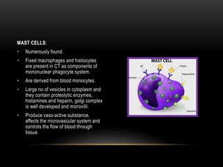 MAST CELLS:
• Numerously found.
• Fixed macrophages and histiocytes
are present in CT as components of
mononuclear phagocyte system.
• Are derived from blood monocytes.
• Large no of vesicles in cytoplasm and
they contain proteolytic enzymes,
histamines and heparin, golgi complex
is well developed and microvilli.
• Produce vaso-active substance,
affects the microvascular system and
controls the flow of blood through
tissue.
 