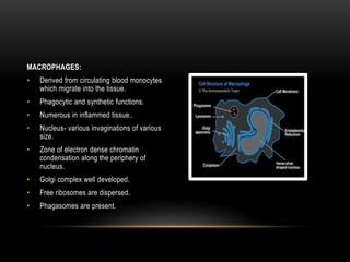 MACROPHAGES:
• Derived from circulating blood monocytes
which migrate into the tissue.
• Phagocytic and synthetic functions.
• Numerous in inflammed tissue..
• Nucleus- various invaginations of various
size.
• Zone of electron dense chromatin
condensation along the periphery of
nucleus.
• Golgi complex well developed.
• Free ribosomes are dispersed.
• Phagasomes are present.
 