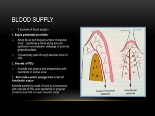 • 3 sources of blood supply:-
1. Supra periosteal arterioles-
 Along facial and lingual surface of alveolar
bone .capillaries extend along sulcular
epithelium and between retepegs of external
gingival surface.
 Occasionally pass through alveolar bone of
PDL.
2. Vessels of PDL-
 Extends into gingiva and anastomose with
capillaries in sulcus area.
3. Arteriorles which emerge from crest of
interdental septa-
Extends parallel to crest of bone to anastomose
with vessels of PDL with capillaries in gingival
crestal areas that run over alveolar crest.
BLOOD SUPPLY
 