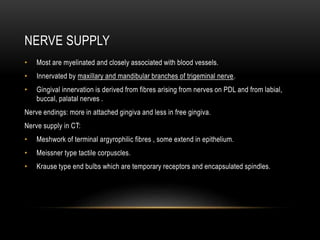 NERVE SUPPLY
• Most are myelinated and closely associated with blood vessels.
• Innervated by maxillary and mandibular branches of trigeminal nerve.
• Gingival innervation is derived from fibres arising from nerves on PDL and from labial,
buccal, palatal nerves .
Nerve endings: more in attached gingiva and less in free gingiva.
Nerve supply in CT:
• Meshwork of terminal argyrophilic fibres , some extend in epithelium.
• Meissner type tactile corpuscles.
• Krause type end bulbs which are temporary receptors and encapsulated spindles.
 