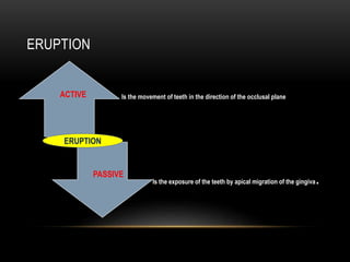 ERUPTION
Is the movement of teeth in the direction of the occlusal plane
Is the exposure of the teeth by apical migration of the gingiva.
ACTIVE
PASSIVE
ERUPTION
 