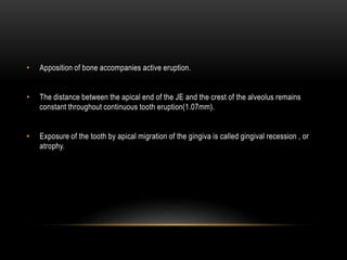 • Apposition of bone accompanies active eruption.
• The distance between the apical end of the JE and the crest of the alveolus remains
constant throughout continuous tooth eruption(1.07mm).
• Exposure of the tooth by apical migration of the gingiva is called gingival recession , or
atrophy.
 
