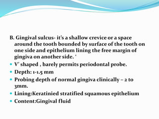 B. Gingival sulcus- it’s a shallow crevice or a space
around the tooth bounded by surface of the tooth on
one side and epithelium lining the free margin of
gingiva on another side. ‘
 V’ shaped , barely permits periodontal probe.
 Depth: 1-1.5 mm
 Probing depth of normal gingiva clinically – 2 to
3mm.
 Lining:Keratinied stratified squamous epithelium
 Content:Gingival fluid
 
