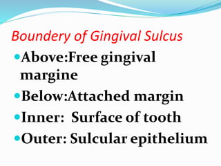 Boundery of Gingival Sulcus
Above:Free gingival
margine
Below:Attached margin
Inner: Surface of tooth
Outer: Sulcular epithelium
 