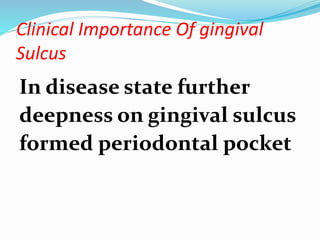 Clinical Importance Of gingival
Sulcus
In disease state further
deepness on gingival sulcus
formed periodontal pocket
 