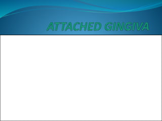 1.The attached gingiva is continuous with the marginal gingiva.
2.It is firm,resilient and tightly bound to the underlying
periosof alveolar bone.
3.The facial aspect of the attached gingiva extends to the
relatively loose and movable alveolar mucosa,from which it is
demarcated by the mucogingival junction
 