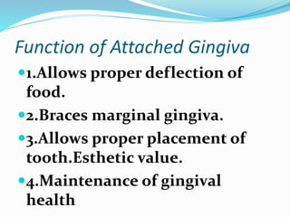 Function of Attached Gingiva
1.Allows proper deflection of
food.
2.Braces marginal gingiva.
3.Allows proper placement of
tooth.Esthetic value.
4.Maintenance of gingival
health
 
