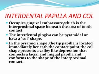 INTERDENTAL PAPILLA AND COL
 Occupies gingival embrassure,which is the
interproximal space beneath the area of tooth
contact.
 The interdental gingiva can be pyramidal or
hava a “col” shape.
 In the pyramid shape ,the tip papilla is located
immediately beneath the contact point;the col
shape presents a valley like depression that
connects a facial and lingual papilla and
conforms to the shape of the interproximal
contact.
 
