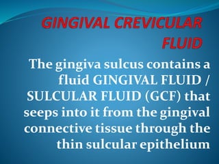 The gingiva sulcus contains a
fluid GINGIVAL FLUID /
SULCULAR FLUID (GCF) that
seeps into it from the gingival
connective tissue through the
thin sulcular epithelium
 
