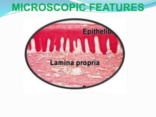 MICROSCOPIC FEATURES
 