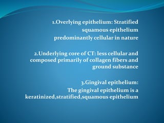 1.Overlying epithelium: Stratified
squamous epithelium
predominantly cellular in nature
2.Underlying core of CT: less cellular and
composed primarily of collagen fibers and
ground substance
3.Gingival epithelium:
The gingival epithelium is a
keratinized,stratified,squamous epithelium
 