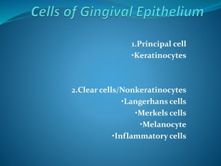 1.Principal cell
•Keratinocytes
2.Clear cells/Nonkeratinocytes
•Langerhans cells
•Merkels cells
•Melanocyte
•Inflammatory cells
 