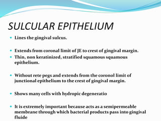 SULCULAR EPITHELIUM
 Lines the gingival sulcus.
 Extends from coronal limit of JE to crest of gingival margin.
 Thin, non keratinized, stratified squamous squamous
epithelium.
 Without rete pegs and extends from the coronol limit of
junctional epithelium to the crest of gingival margin.
 Shows many cells with hydropic degeneratio
 It is extremely important because acts as a semipermeable
membrane through which bacterial products pass into gingival
fluide
 