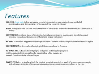 Features
COLOUR:Coral pink.Colour varies due to racial pigmentation, vascularity degree, epithelial
keratinization and fibrous nature of the underlying connective tissue
SIZE:Corresponds with the sum total of the bulk of cellular and intercellular elements and their vascular
supply
CONTOUR:Depends on shape of the tooth ,their alignment in arch, location and size of the area of
proximal contact and dimensions of facial and lingual embrasure
SHAPE: In anteriors its pyramidal in shape and more flattened in buccolingual direction in molar region
CONSISTENCY:Is firm and resilient.gingival fibres contribute in firmness
SURFACE TEXTURE : Attached gingiva is stippled and marginal gingiva is
not.Centralpart of interdentalpapilla has stippling while margins are
smooth.Prominent in facial than lingual
POSITION:Refers to level at which the gingival margin is attached to tooth.When tooth erupts margin
and sulcus are at the tip of the crown; as eruption progresses they are seen closer to the root
 