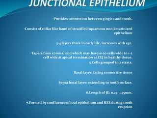 •Provides connection between gingiva and tooth.
•Consist of collar like band of stratified squamous non keratinized
epithelium
•3-4 layers thick in early life, increases with age.
• Tapers from coronal end which may have10-20 cells wide to 1-2
cell wide at apical termination at CEJ in healthy tissue.
5.Cells grouped in 2 strata.
Basal layer: facing connective tissue
Supra basal layer: extending to tooth surface.
6.Length of JE: 0.25- 1.35mm.
7.Formed by confluence of oral epithelium and REE during tooth
eruption
 