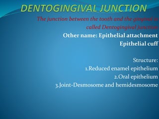 The junction between the tooth and the gingival is
called Dentogingival junction
Other name: Epithelial attachment
Epithelial cuff
Structure:
1.Reduced enamel epithelium
2.Oral epithelium
3.Joint-Desmosome and hemidesmosome
 