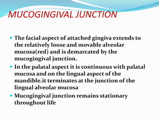 MUCOGINGIVAL JUNCTION
 The facial aspect of attached gingiva extends to
the relatively loose and movable alveolar
mucosa(red) and is demarcated by the
mucogingival junction.
 In the palatal aspect it is continuous with palatal
mucosa and on the lingual aspect of the
mandible.it terminates at the junction of the
lingual alveolar mucosa
 Mucogingival junction remains stationary
throughout life
 