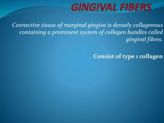 Connective tissue of marginal gingiva is densely collagenous
containing a prominent system of collagen bundles called
gingival fibres.
Consist of type 1 collagen
 