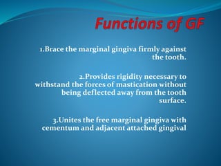1.Brace the marginal gingiva firmly against
the tooth.
2.Provides rigidity necessary to
withstand the forces of mastication without
being deflected away from the tooth
surface.
3.Unites the free marginal gingiva with
cementum and adjacent attached gingival
 