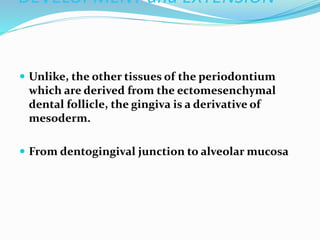 DEVELOPMENT and EXTENSION
 Unlike, the other tissues of the periodontium
which are derived from the ectomesenchymal
dental follicle, the gingiva is a derivative of
mesoderm.
 From dentogingival junction to alveolar mucosa
 