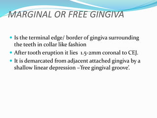 MARGINAL OR FREE GINGIVA
 Is the terminal edge/ border of gingiva surrounding
the teeth in collar like fashion
 After tooth eruption it lies 1.5-2mm coronal to CEJ.
 It is demarcated from adjacent attached gingiva by a
shallow linear depression –’free gingival groove’.
 