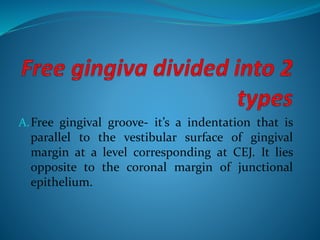 A.Free gingival groove- it’s a indentation that is
parallel to the vestibular surface of gingival
margin at a level corresponding at CEJ. It lies
opposite to the coronal margin of junctional
epithelium.
 