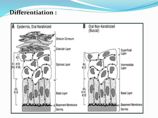 Differentiation :
 