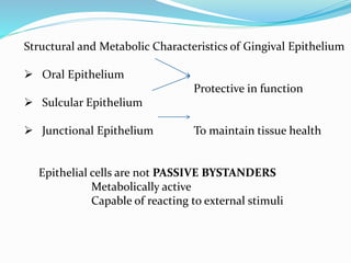 Structural and Metabolic Characteristics of Gingival Epithelium
 Oral Epithelium
Protective in function
 Sulcular Epithelium
 Junctional Epithelium To maintain tissue health
Epithelial cells are not PASSIVE BYSTANDERS
Metabolically active
Capable of reacting to external stimuli
 