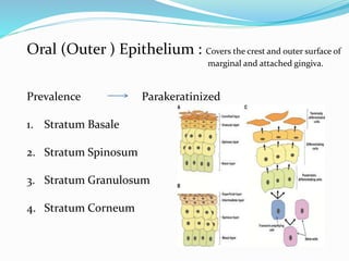 Oral (Outer ) Epithelium : Covers the crest and outer surface of
marginal and attached gingiva.
Prevalence Parakeratinized
1. Stratum Basale
2. Stratum Spinosum
3. Stratum Granulosum
4. Stratum Corneum
 