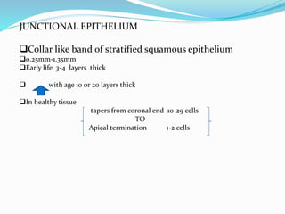 JUNCTIONAL EPITHELIUM
Collar like band of stratified squamous epithelium
0.25mm-1.35mm
Early life 3-4 layers thick
 with age 10 or 20 layers thick
In healthy tissue
tapers from coronal end 10-29 cells
TO
Apical termination 1-2 cells
 