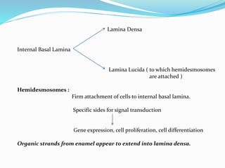 Lamina Densa
Internal Basal Lamina
Lamina Lucida ( to which hemidesmosomes
are attached )
Hemidesmosomes :
Firm attachment of cells to internal basal lamina.
Specific sides for signal transduction
Gene expression, cell proliferation, cell differentiation
Organic strands from enamel appear to extend into lamina densa.
 