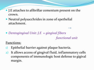  J.E attaches to afibrillar cementum present on the
crown.
 Neutral polysacchrides in zone of epethelial
attachment.
 Dentogingival Unit: J.E + gingival fibers
functional unit
Functions:
1) Epithelial barrier against plaque bacteria.
2) It allows access of gingival fluid, inflammatory cells
components of immunologic host defense to gigival
margin.
 