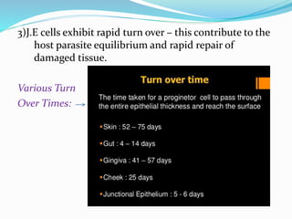 3)J.E cells exhibit rapid turn over – this contribute to the
host parasite equilibrium and rapid repair of
damaged tissue.
Various Turn
Over Times:
 