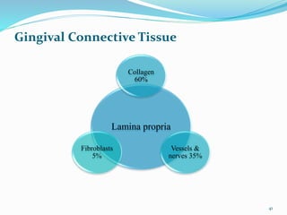 Lamina propria
Collagen
60%
Vessels &
nerves 35%
Fibroblasts
5%
Gingival Connective Tissue
41
 